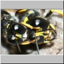 Ectemnius sp Paerchen 01e beim gemeinsamen verlassen der Roehre - flogen auch im Huckepack davon.jpg